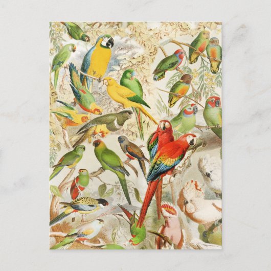 Carte Postale Élégant Vintage Oiseaux tropicaux Parrots (Devant)