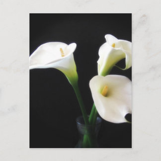 Carte Postale Elégante Calla Lily Fleurs 12