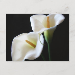 Carte Postale Elégante Calla Lily Fleurs 13
