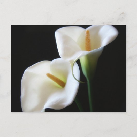 Carte Postale Elégante Calla Lily Fleurs 13 (Devant)