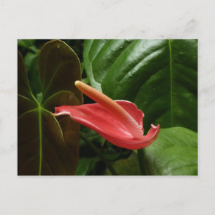 Carte Postale Élégante Fleur de Lys Callia Rose