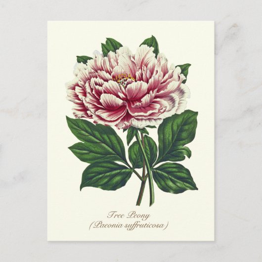 Carte Postale Élégante fleur de pivoine rose botanique vintage (Devant)