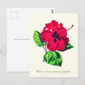 Carte Postale Élégante fleur Vintage d'Hibiscus (Devant / Derrière)