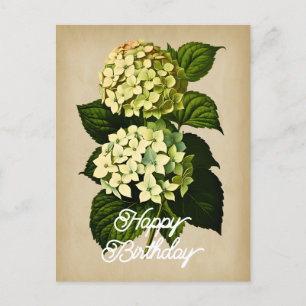 Carte Postale Elégante Fleur Vintage Hydrangea Joyeux Anniversai