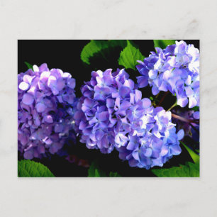 Carte Postale Elégante florales violettes profondes perwinkle hy