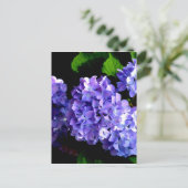 Carte Postale Elégante hydrangée violette fleurie bleu pourpre (Debout devant)