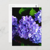 Carte Postale Elégante hydrangée violette fleurie bleu pourpre (Devant / Derrière)