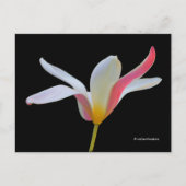 Carte Postale Élégante Lady Tulip Fleurs roses blanches (Devant)
