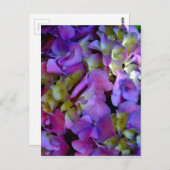 Carte Postale Elégante magenta rose violet foncé hydrangées flor (Devant / Derrière)