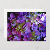 Carte Postale Elégante magenta rose violet foncé hydrangées flor (Devant / Derrière)