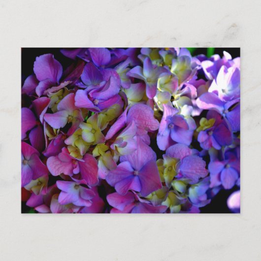 Carte Postale Elégante magenta rose violet foncé hydrangées flor (Devant)