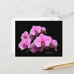 Carte Postale Élégante orchidées rose florale Phalaenopsis sur n