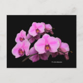 Carte Postale Élégante orchidées rose florale Phalaenopsis sur n (Devant)