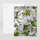 Carte Postale Elégante photo de fleurs florales blanches (Devant / Derrière)