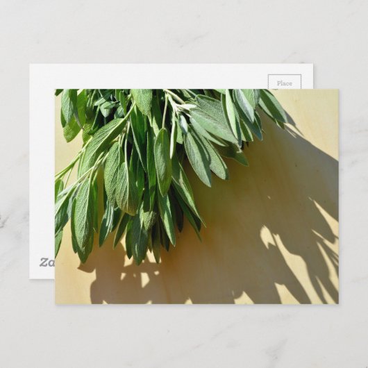 Carte Postale Élégante plante verte feuille herbes fraîches coup (Devant / Derrière)