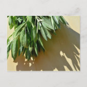 Carte Postale Élégante plante verte feuille herbes fraîches coup (Devant)