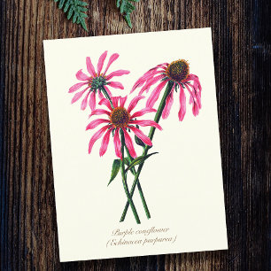Carte Postale Élégante Rudbeckie Pourpre Botanique Vintage