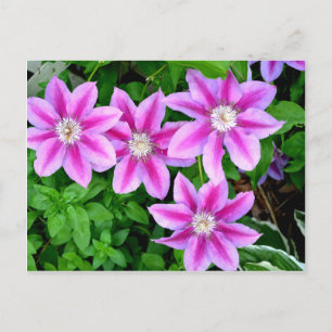 Carte Postale Élégante végétation boho rose