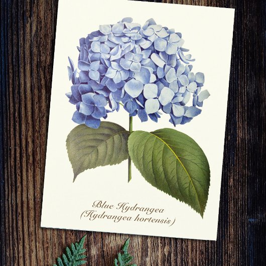 Carte Postale Élégante Vintage Botanique Bleue Hydrangée Fleur