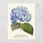 Carte Postale Élégante Vintage Botanique Bleue Hydrangée Fleur (Devant)