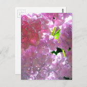 Carte Postale Elégantes fleurs roses rose fleurie rose hydrangée (Devant / Derrière)
