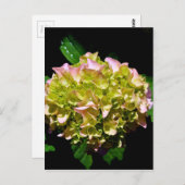 Carte Postale Elégantes hydrangées florales vertes et douces (Devant / Derrière)