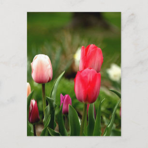 Carte Postale Élégantes Tulipes Colorées