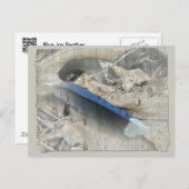 Carte Postale Éléments de coordination de la plume de gris bleu (Devant / Derrière)