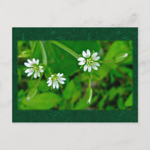 Carte Postale Éléments de coordination de minuscules Fleurs sauv