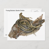 Carte Postale Eléments de coordination des serpents-garets de l' (Devant / Derrière)