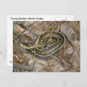 Carte Postale Eléments de coordination des serpents-garets de l' (Devant / Derrière)