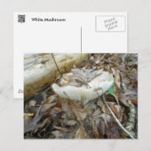 Carte Postale Éléments de coordination du champignon blanc (Devant / Derrière)