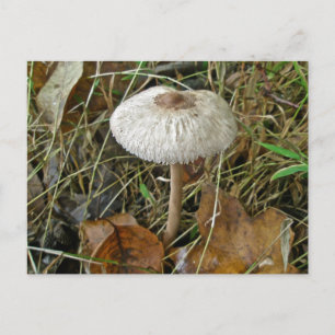 Carte Postale Éléments de coordination du champignon de parasol 