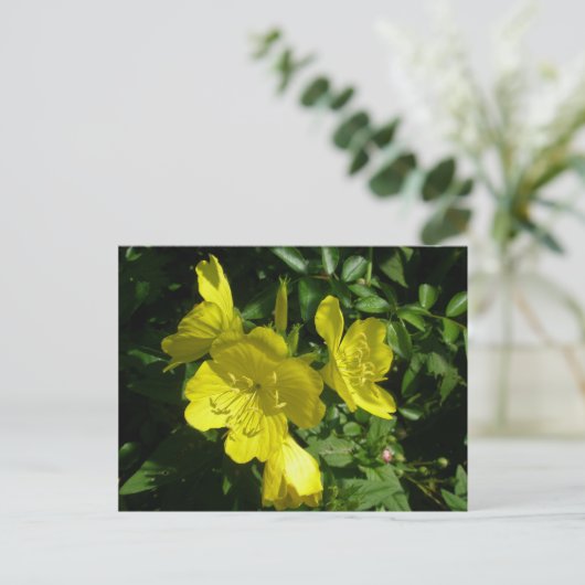 Carte Postale Éléments de coordination primmrose Sundrops (Debout devant)