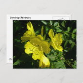 Carte Postale Éléments de coordination primmrose Sundrops (Devant / Derrière)