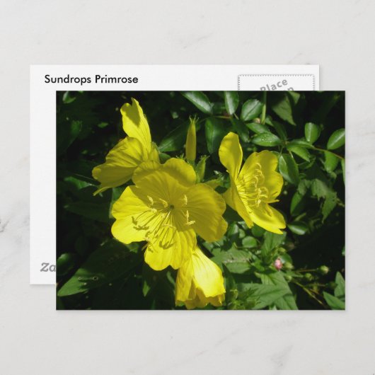 Carte Postale Éléments de coordination primmrose Sundrops (Devant / Derrière)
