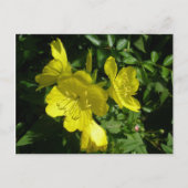 Carte Postale Éléments de coordination primmrose Sundrops (Devant)