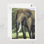 Carte postale Elephant (Devant / Derrière)