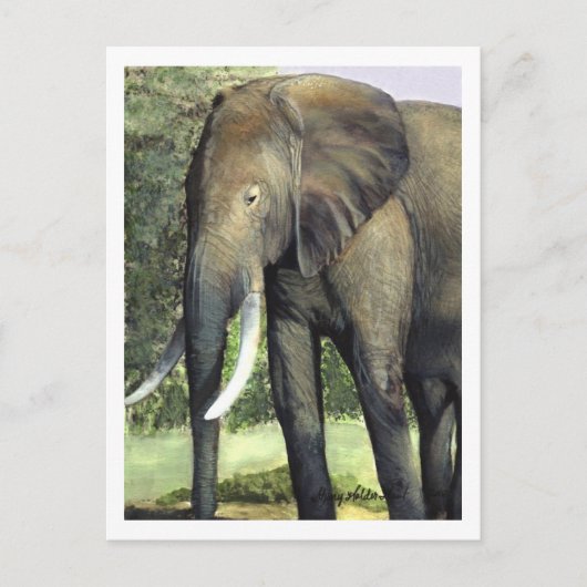 Carte postale Elephant (Devant)