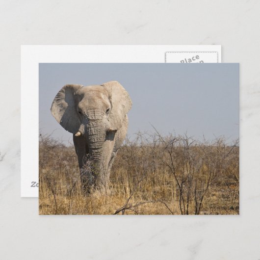 Carte Postale Eléphant (Devant / Derrière)