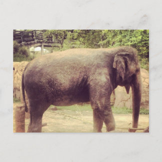 Carte Postale Eléphant