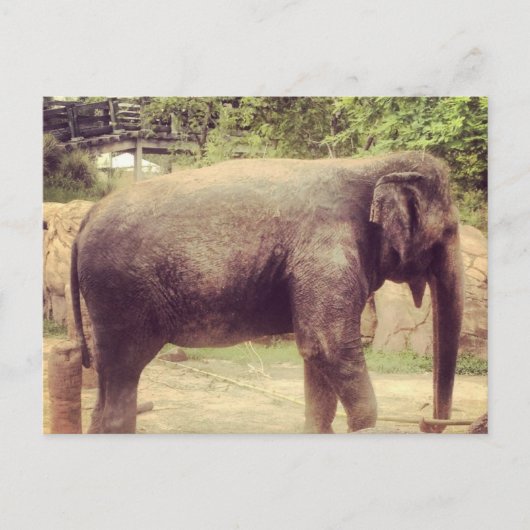Carte Postale Eléphant (Devant)