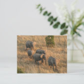 Carte Postale éléphant (Debout devant)