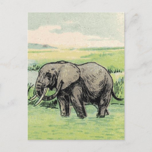 Carte Postale Eléphant (Devant)