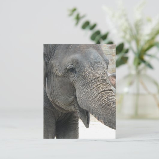 Carte Postale Eléphant (Debout devant)