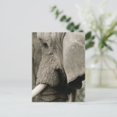 Carte postale Elephant (Debout devant)