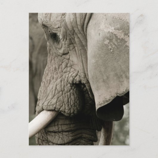 Carte postale Elephant (Devant)