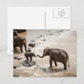 Carte Postale Éléphant (Devant / Derrière)