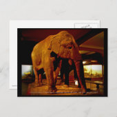 Carte Postale Eléphant (Devant / Derrière)