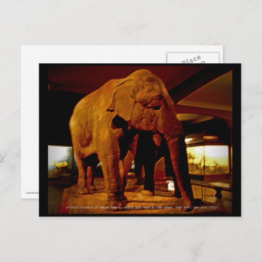 Carte Postale Eléphant (Devant / Derrière)